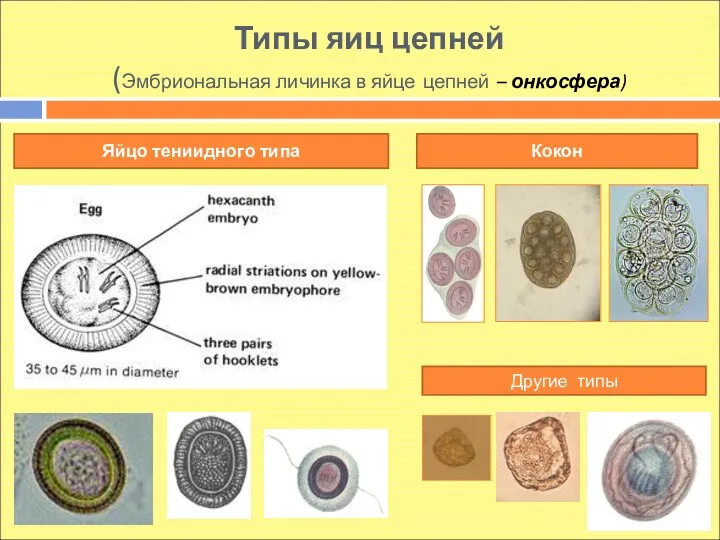Типы яиц цепней (Эмбриональная личинка в яйце цепней – онкосфера) Яйцо тениидного типа Кокон Другие типы