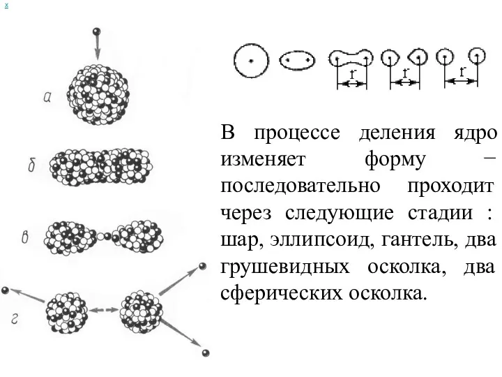 х В процессе деления ядро изменяет форму − последовательно проходит через следующие стадии