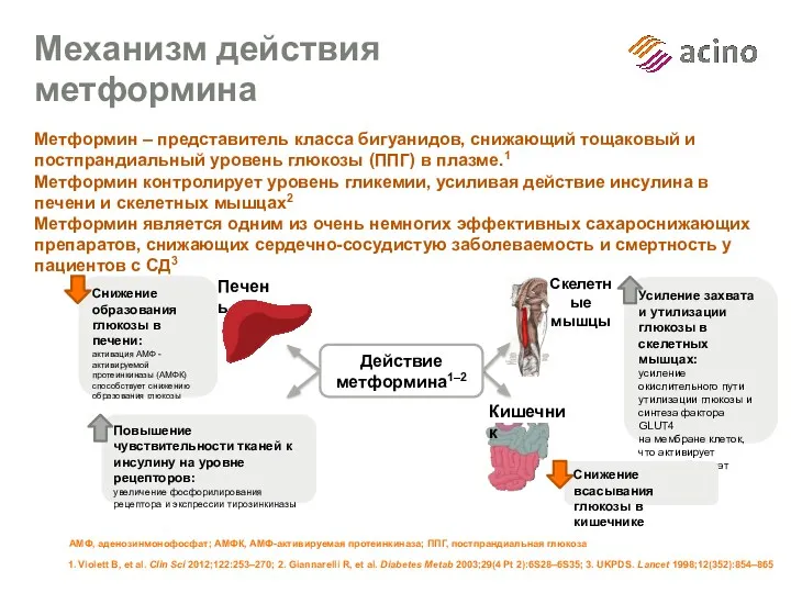 Механизм действия метформина Метформин – представитель класса бигуанидов, снижающий тощаковый