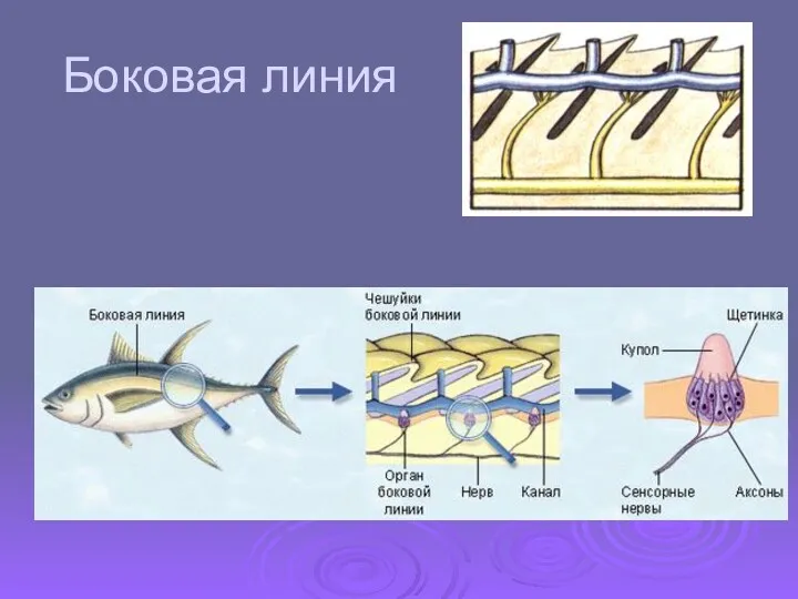 Боковая линия