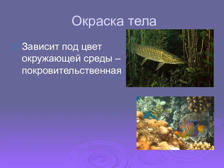 Окраска тела Зависит под цвет окружающей среды – покровительственная