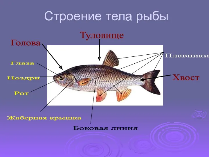 Голова Туловище Хвост Ноздри Глаза Рот Жаберная крышка Плавники Боковая линия Строение тела рыбы