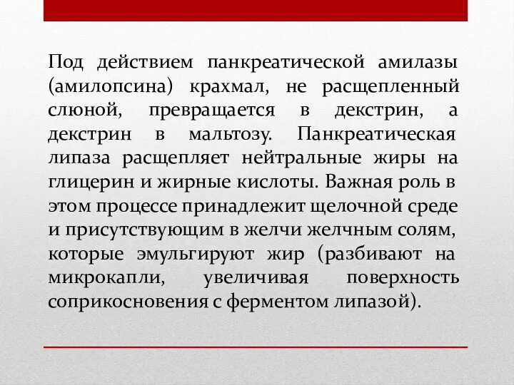 Под действием панкреатической амилазы (амилопсина) крахмал, не расщепленный слюной, превращается