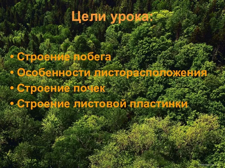 Цели урока: Строение побега Особенности листорасположения Строение почек Строение листовой пластинки