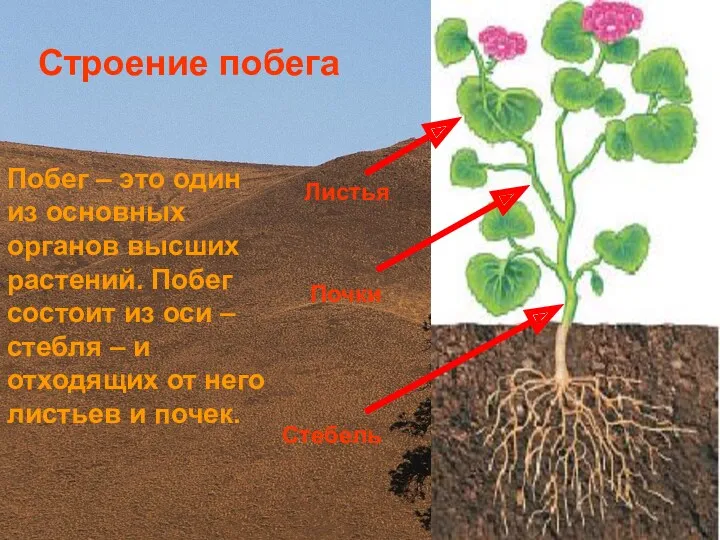 Стебель Почки Листья Строение побега Побег – это один из