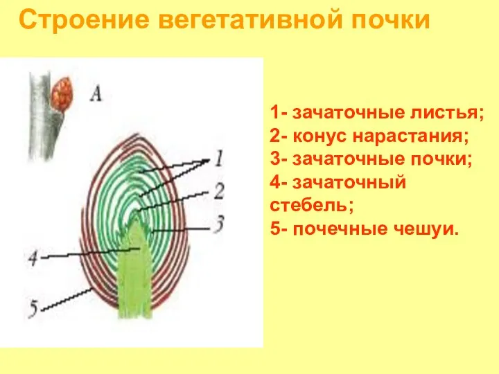 Строение вегетативной почки 1- зачаточные листья; 2- конус нарастания; 3-