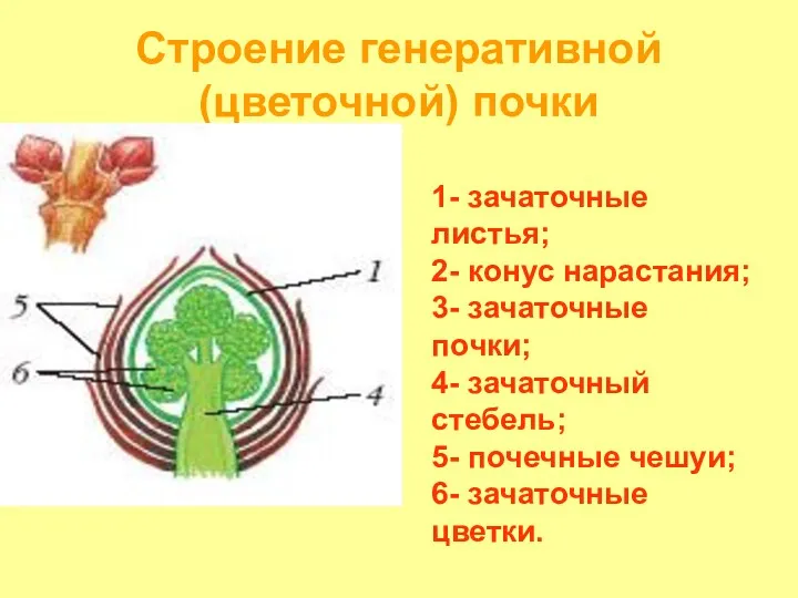 Строение генеративной (цветочной) почки 1- зачаточные листья; 2- конус нарастания;