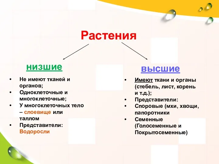 Растения низшие высшие Не имеют тканей и органов; Одноклеточные и