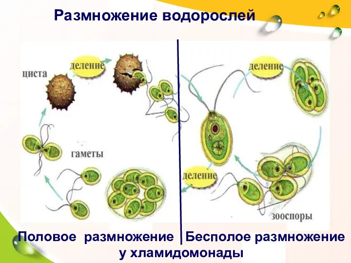 Размножение водорослей Половое размножение Бесполое размножение у хламидомонады
