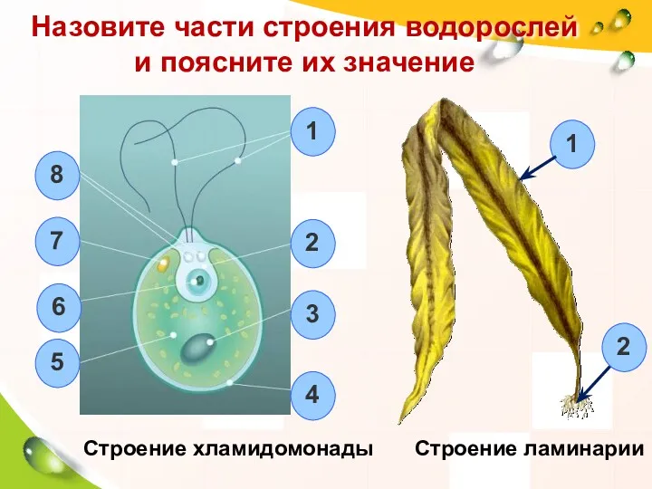 Назовите части строения водорослей и поясните их значение Строение хламидомонады Строение ламинарии