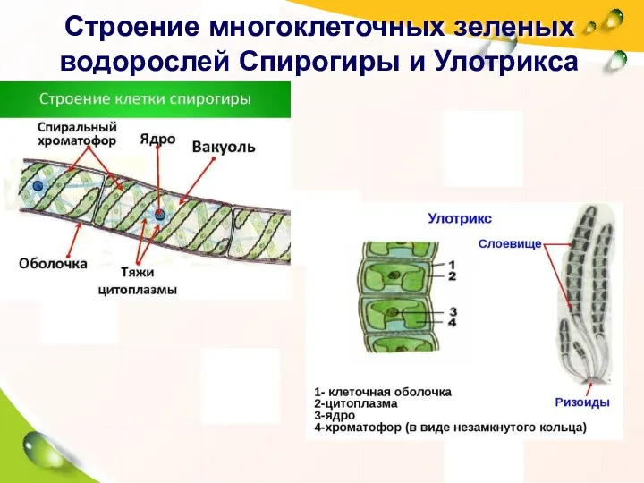 Строение многоклеточных зеленых водорослей Спирогиры и Улотрикса