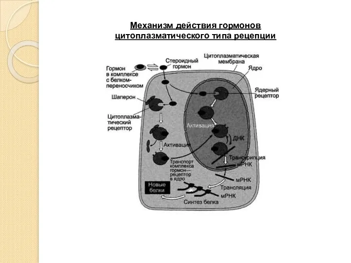 Механизм действия гормонов цитоплазматического типа рецепции