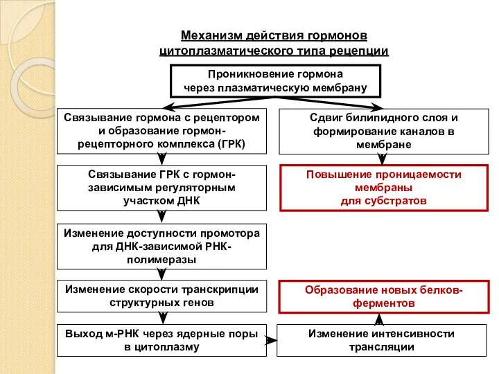 Механизм действия гормонов цитоплазматического типа рецепции Проникновение гормона через плазматическую