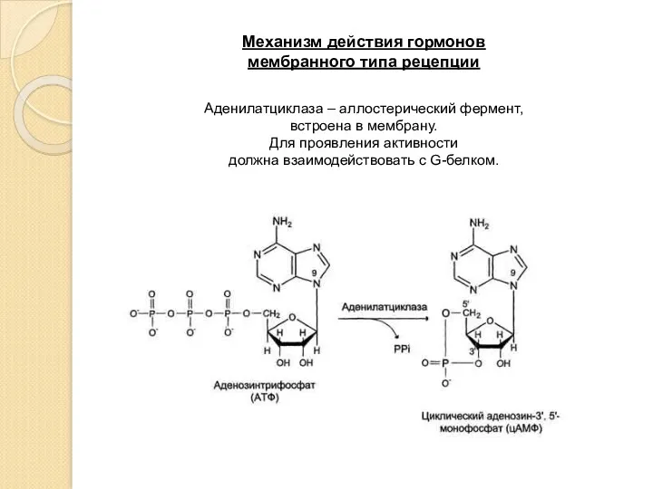 Механизм действия гормонов мембранного типа рецепции Аденилатциклаза – аллостерический фермент,