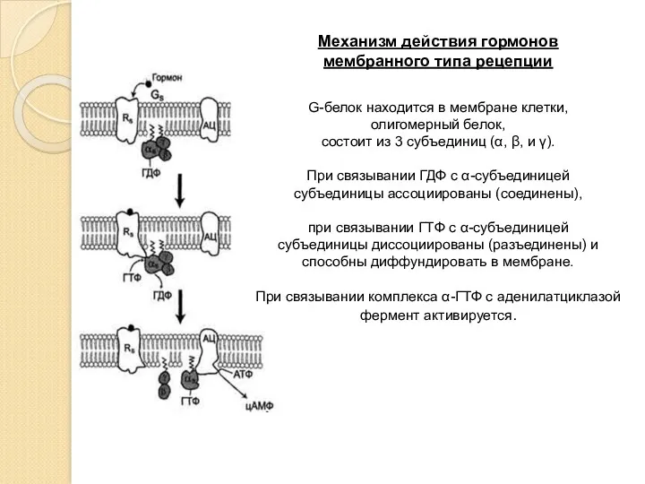 Механизм действия гормонов мембранного типа рецепции G-белок находится в мембране