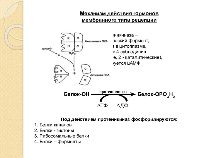 Механизм действия гормонов мембранного типа рецепции Протеинкиназа – аллостерический фермент,