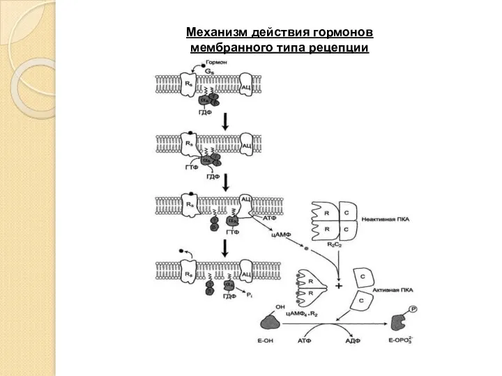 Механизм действия гормонов мембранного типа рецепции