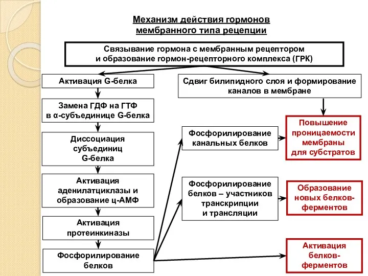 Механизм действия гормонов мембранного типа рецепции Связывание гормона с мембранным