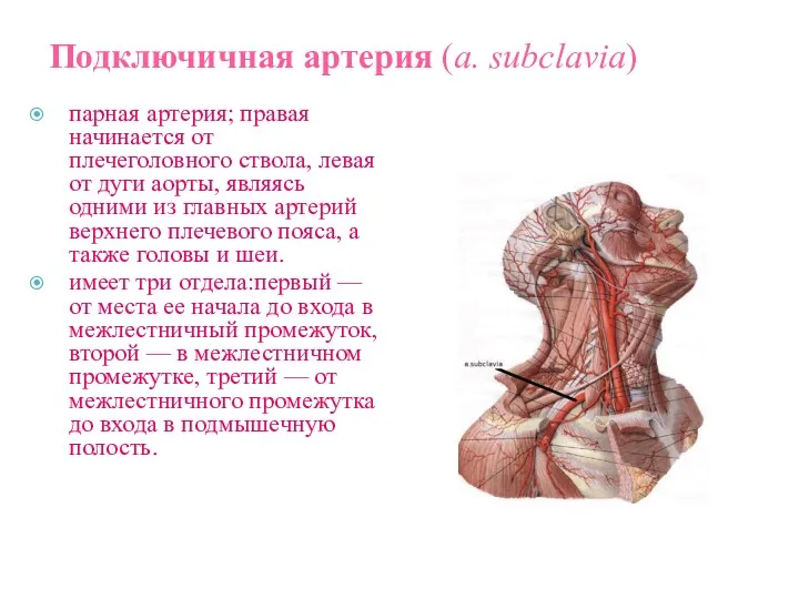 Подключичная артерия (a. subclavia) парная артерия; правая начинается от плечеголовного