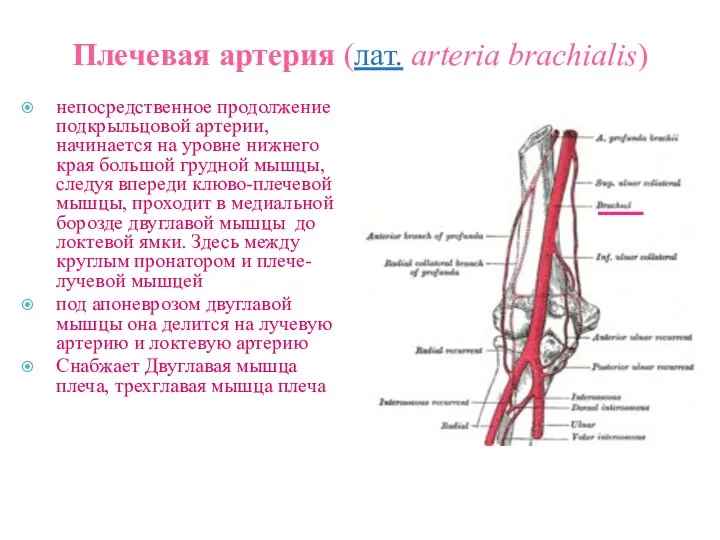 Плечевая артерия (лат. arteria brachialis) непосредственное продолжение подкрыльцовой артерии, начинается