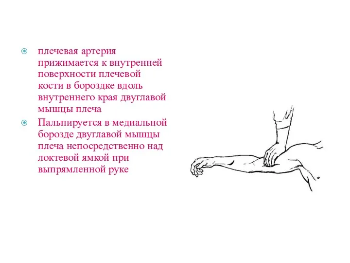 плечевая артерия прижимается к внутренней поверхности плечевой кости в бороздке