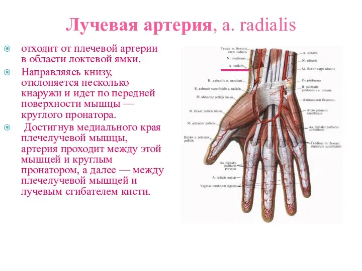 Лучевая артерия, a. radialis отходит от плечевой артерии в области