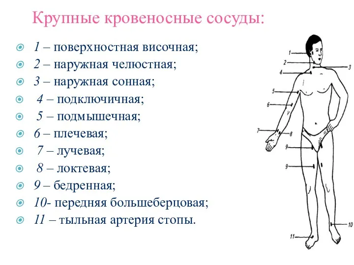 Крупные кровеносные сосуды: 1 – поверхностная височная; 2 – наружная