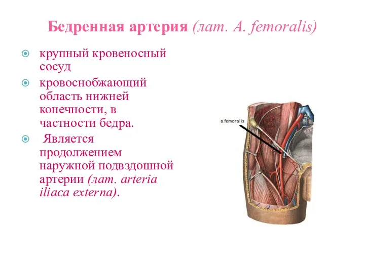Бедренная артерия (лат. A. femoralis) крупный кровеносный сосуд кровоснобжающий область