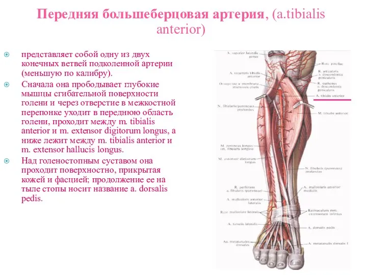 Передняя большеберцовая артерия, (а.tibialis anterior) представляет собой одну из двух