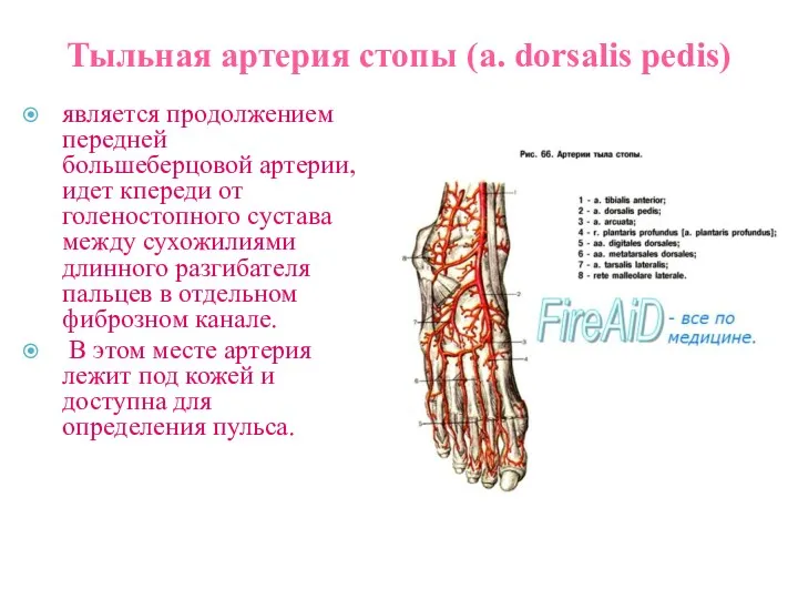 Тыльная артерия стопы (a. dorsalis pedis) является продолжением передней большеберцовой