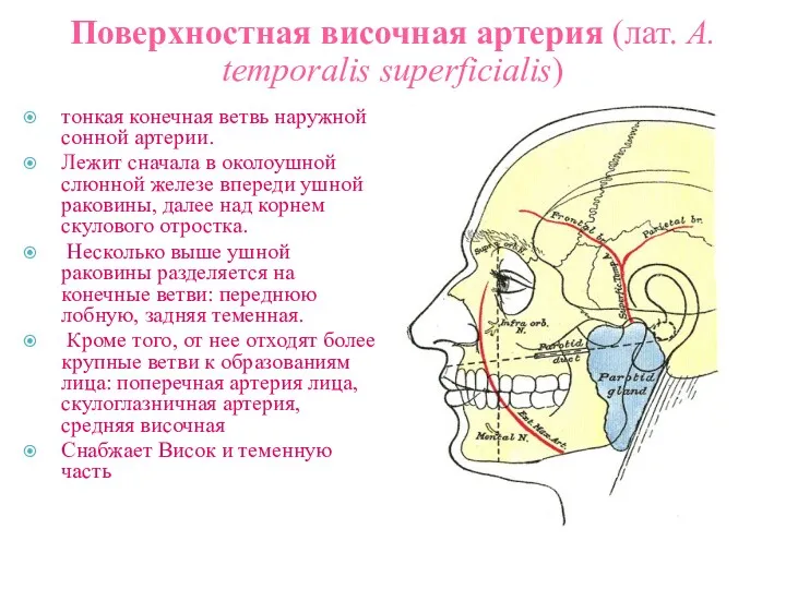 Поверхностная височная артерия (лат. А. temporalis superficialis) тонкая конечная ветвь