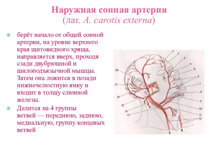 Наружная сонная артерия (лат. А. carotis externa) берёт начало от