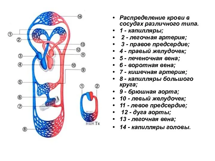 Распределение крови в сосудах различного типа. 1 - капилляры; 2