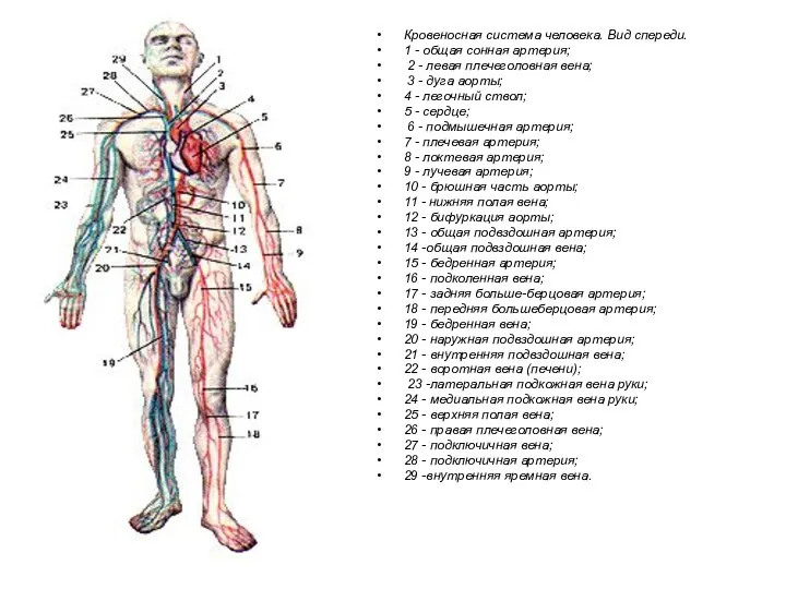 Кровеносная система человека. Вид спереди. 1 - общая сонная артерия; 2 - левая