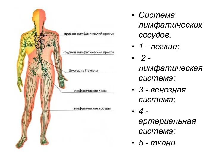 Система лимфатических сосудов. 1 - легкие; 2 - лимфатическая система; 3 - венозная