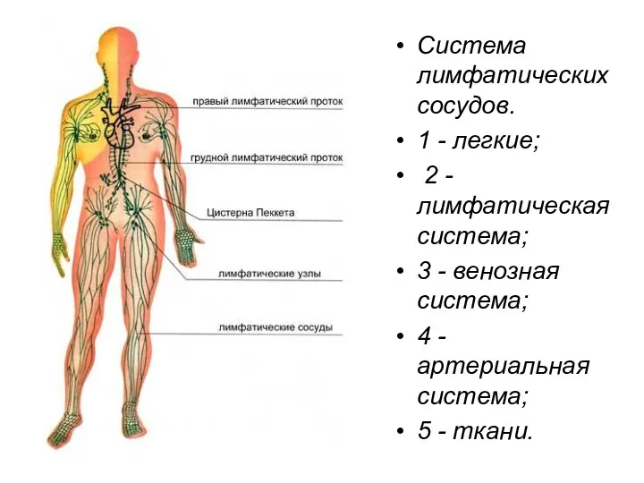 Система лимфатических сосудов. 1 - легкие; 2 - лимфатическая система;