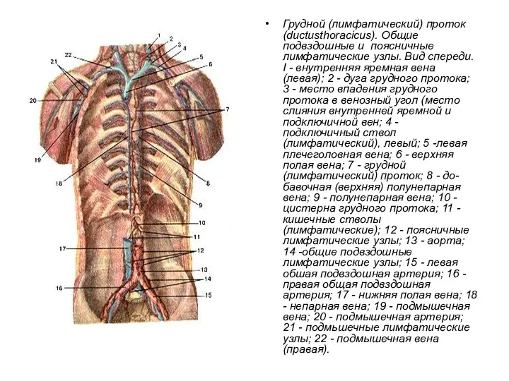 Грудной (лимфатический) проток (ductusthoracicus). Общие подвздошные и поясничные лимфатические узлы. Вид спереди. I