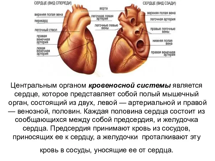 Центральным органом кровеносной системы является сердце, которое представляет собой полый мышечный орган, состоящий