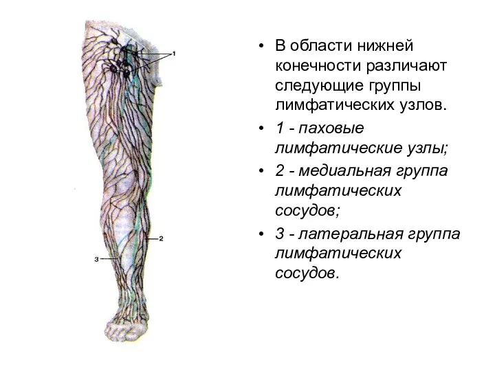 В области нижней конечности различают следующие группы лимфатических узлов. 1