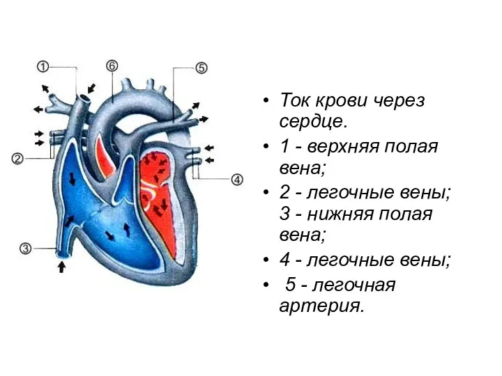 Ток крови через сердце. 1 - верхняя полая вена; 2 - легочные вены;