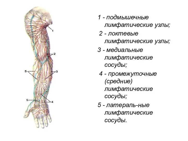 1 - подмышечные лимфатические узлы; 2 - локтевые лимфатические узлы; 3 - медиальные