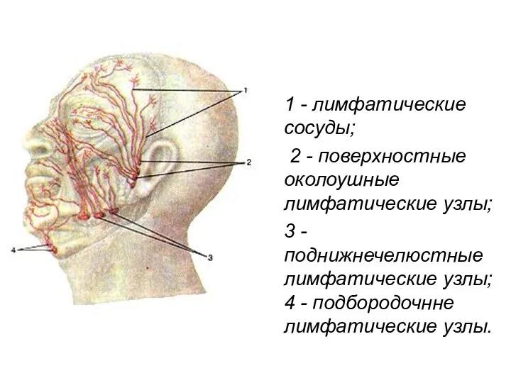 1 - лимфатические сосуды; 2 - поверхностные околоушные лимфатические узлы;