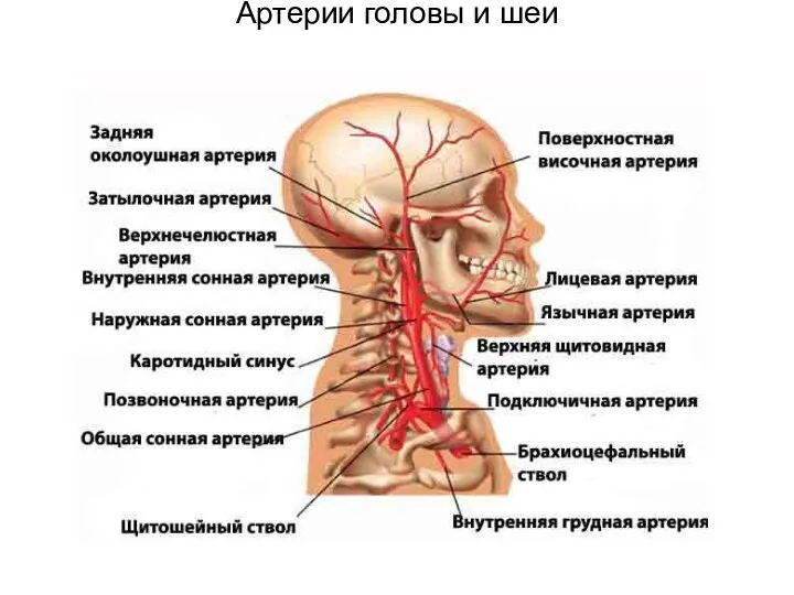 Артерии головы и шеи