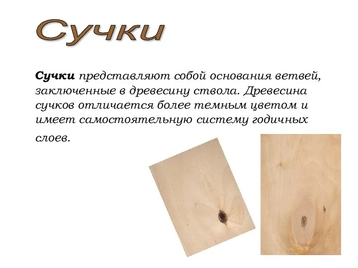 Сучки представляют собой основания ветвей, заключенные в древесину ствола. Древесина сучков отличается более