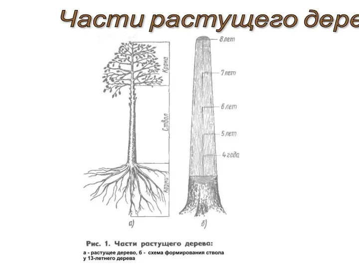 Части растущего дерева: