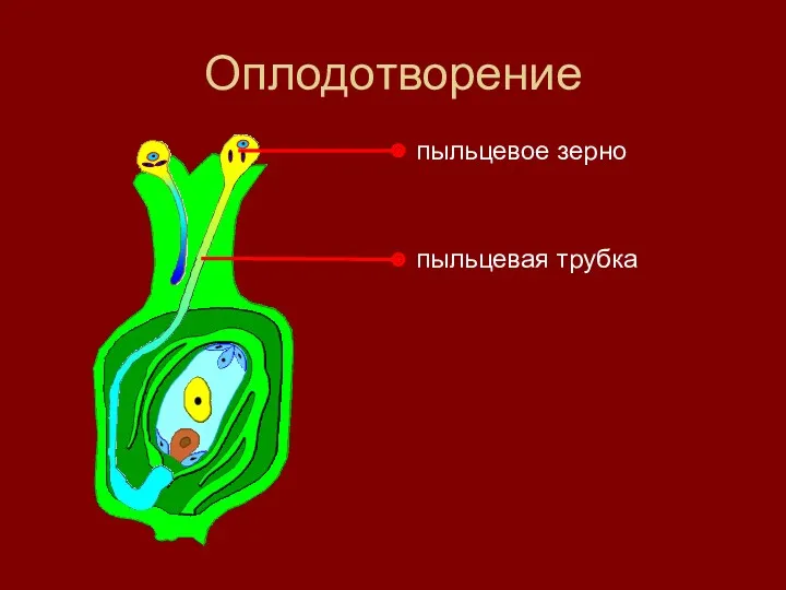 Оплодотворение