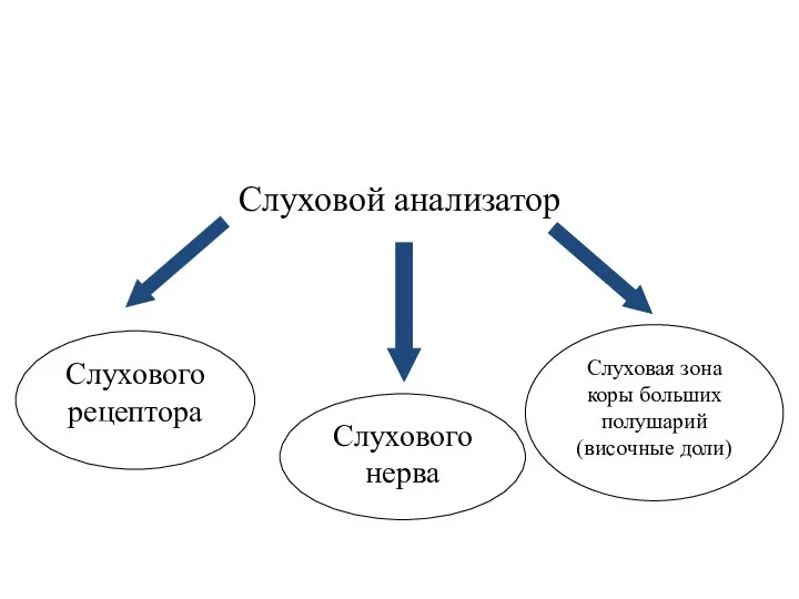 Слуховой анализатор Слухового рецептора Слухового нерва Слуховая зона коры больших полушарий (височные доли)