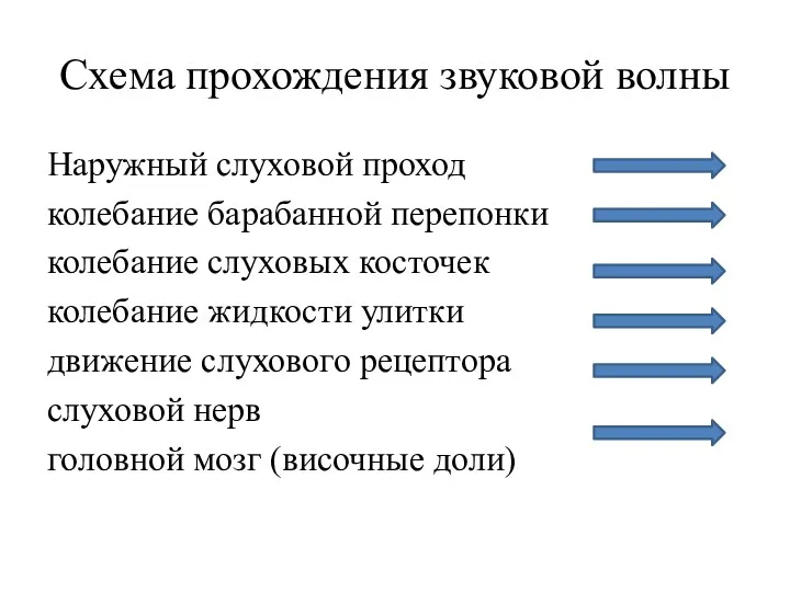 Схема прохождения звуковой волны Наружный слуховой проход колебание барабанной перепонки