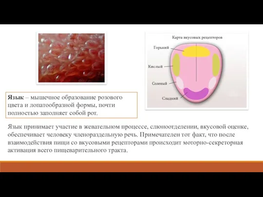 Язык – мышечное образование розового цвета и лопатообразной формы, почти