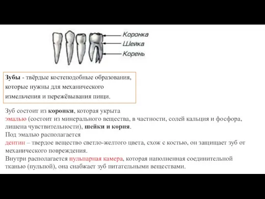 Зубы - твёрдые костеподобные образования, которые нужны для механического измельчения